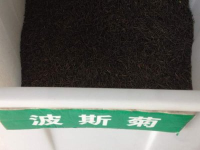 波斯菊種密集了可以嗎？