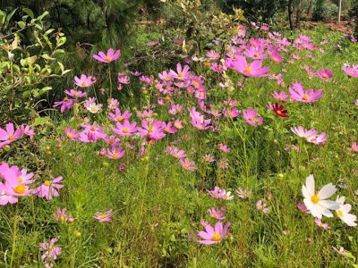 波斯菊一年四季都開花嗎？