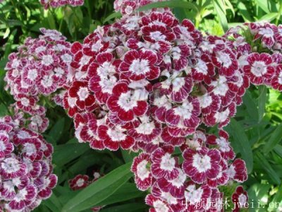 五彩石竹是宿根花卉嗎？