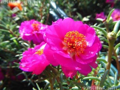 太陽花種子6月底可以播種嗎？