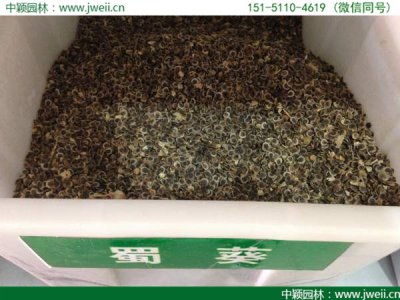蜀葵6月可以播種嗎？