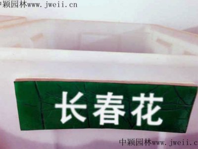 長春花南方能種嗎？