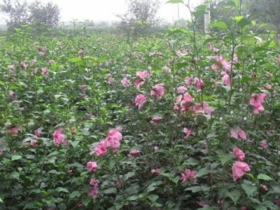 木槿花樹吉林省能栽嗎？