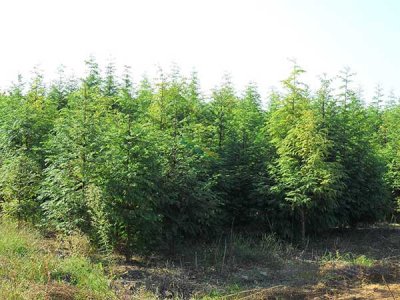 北京能種水杉嗎？