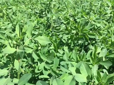 苜蓿草南方可以種嗎？