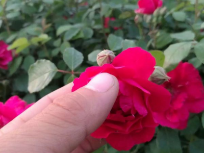 薔薇花夏季可以移栽嗎？
