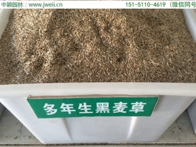 黑麥草草坪種子播種