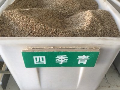 七月可以種植四季青草坪嗎？
