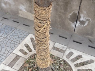 草繩多少錢一捆？