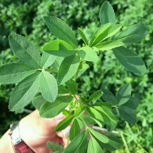 草頭和苜蓿是一種植物嗎？