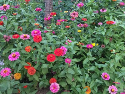 百日草菊花種子多少錢？