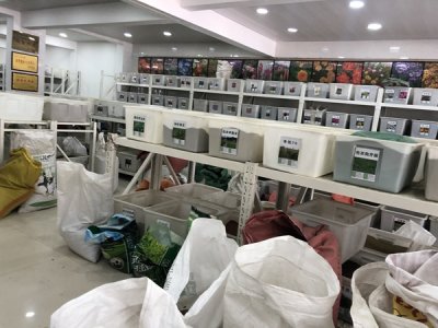 格桑花可以在南方種嗎？