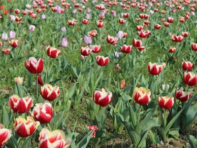矮棵草花種子哪里有賣？