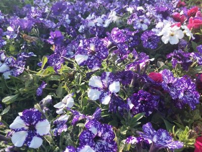 進口一二年生草花種子