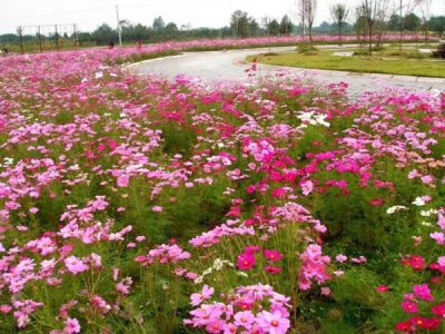冬天能發芽的草花種子有哪些？