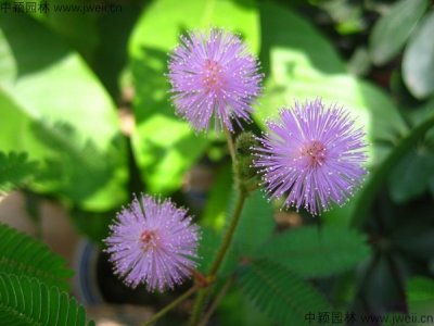 含羞草種子播種后多久發芽？