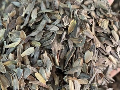 草花種子發芽后怎么施肥？