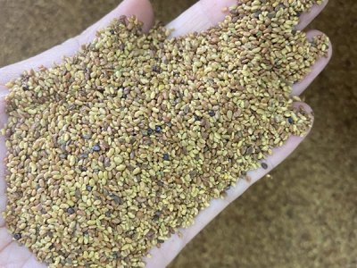 苜蓿適合在什么地方種？
