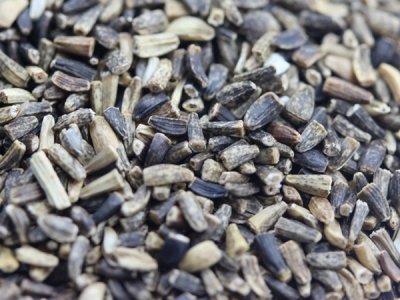  牧草種子批發 菊苣凈籽