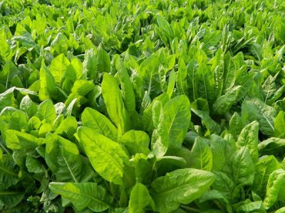 養鵝牧草種子批發價格怎么樣？