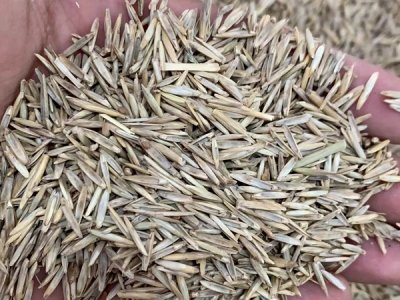 牧草種子的批發價格