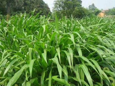 三千米海拔可種牧草嗎？