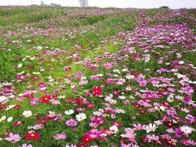 買草花種子到哪里買？
