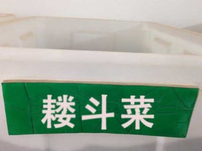 大花耬斗菜種子
