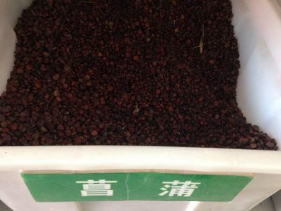 菖蒲冬天可以種植嗎？