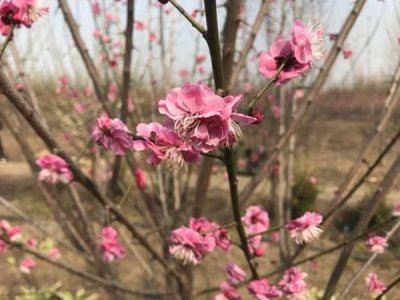 紅梅耐鹽堿嗎？