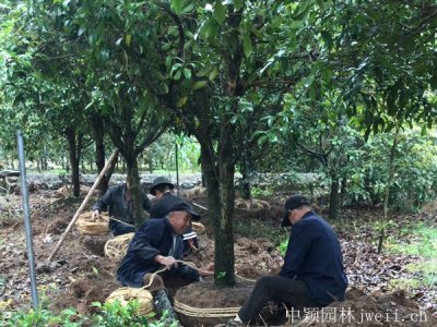 桂花樹北京地區可以種嗎？