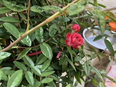 木香花生長速度快嗎？