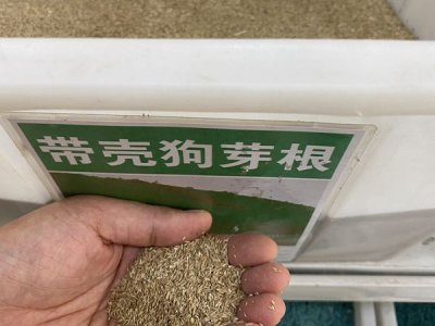 狗牙根草種在七月份能種嗎？