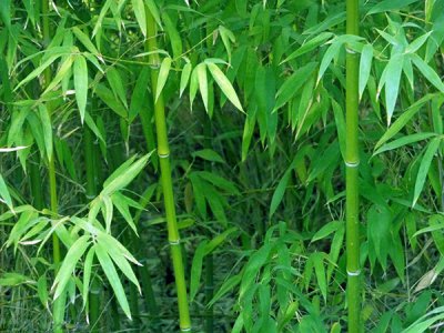 五月份種竹子好活嗎？
