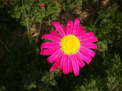 除蟲菊6月播種可當年開花嗎？