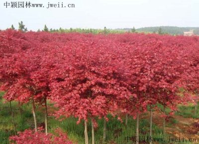 紅楓的葉子一年四季都是紅的嗎？