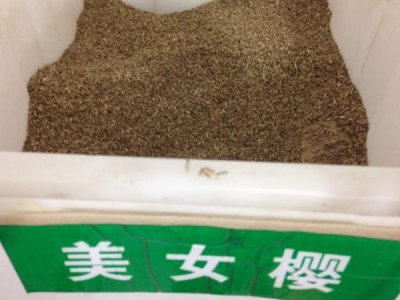 美女櫻種子