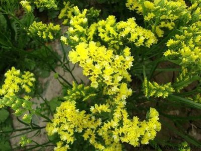 勿忘我可以在北方種植嗎？