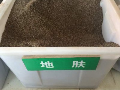 地膚種子怎么種
