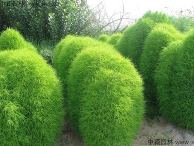 地膚草種子種植方法