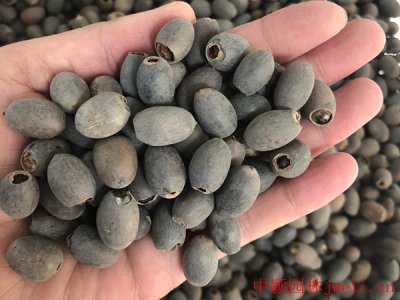 碗蓮一年四季都是綠色的嗎？