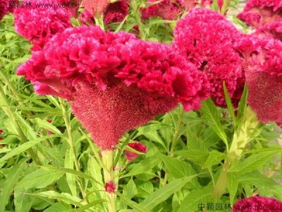 雞冠花種子夏天可以播種嗎？