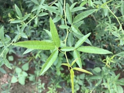 黃木香能在東北種植嗎？