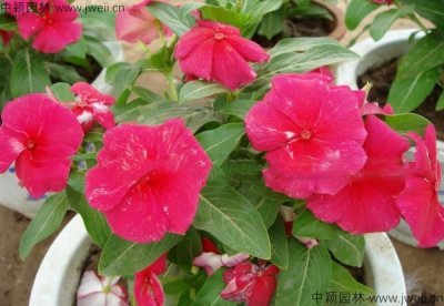 鳳仙花秋季可以播種嗎？