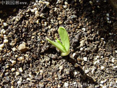 合歡樹的種子能種出樹來嗎？