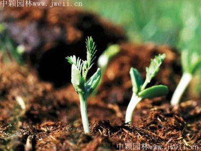 什么時候栽植合歡樹比較好？