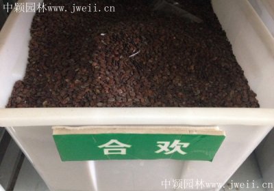 合歡花的籽可以種嗎？