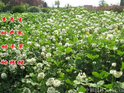 白車軸草有蜜嗎？