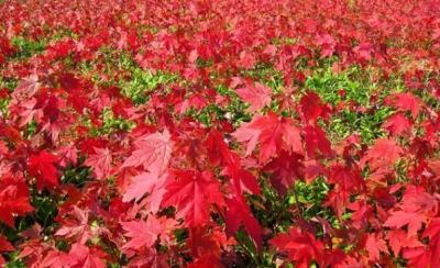 楓樹長的快嗎？