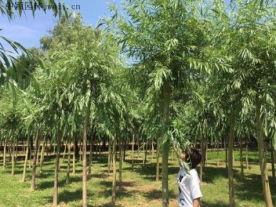 市場上最便宜的金絲柳在哪里？